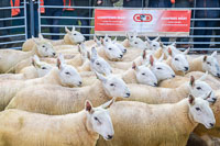 Border Cheviot Ewes-26